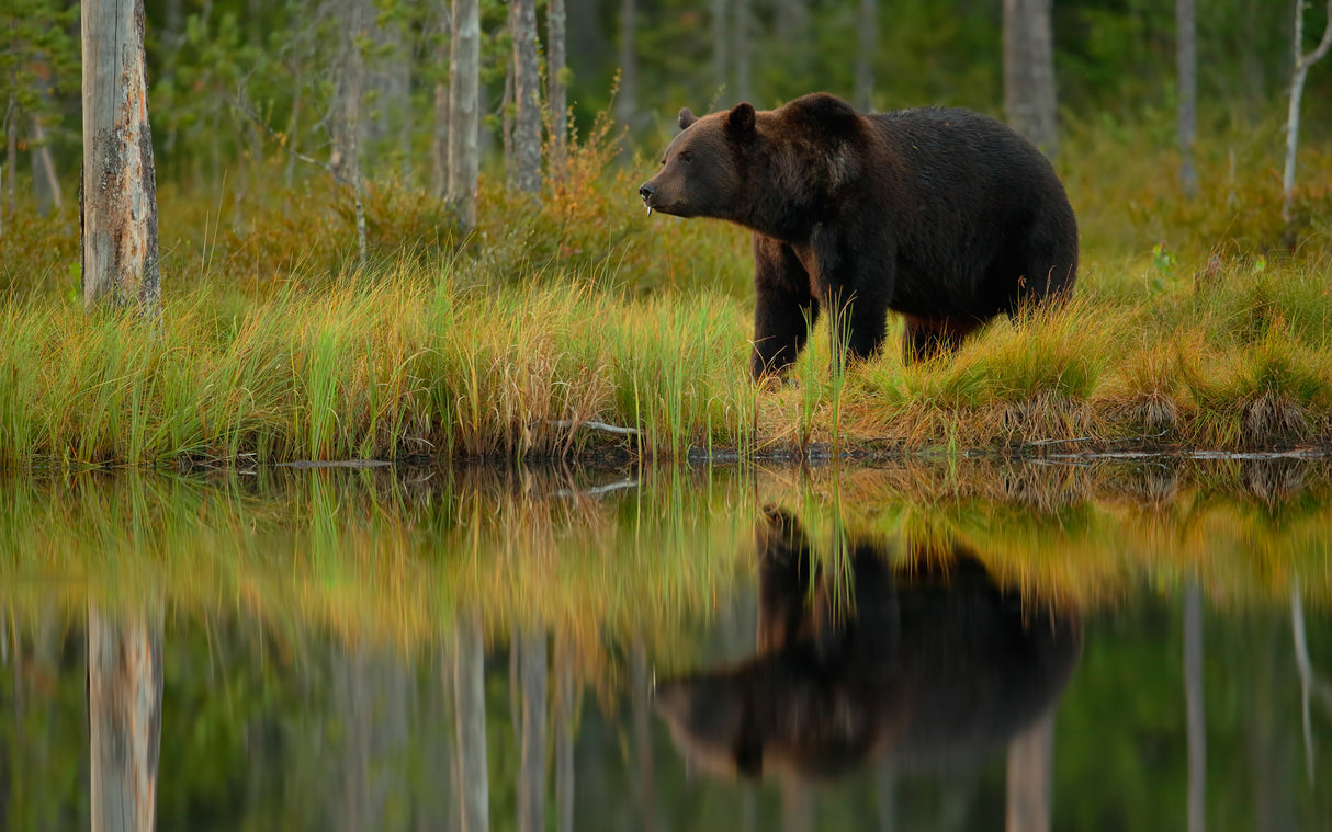 Bear and fish *** Poster och Canvastavla