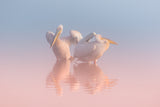 Two Pelicans Poster och Canvastavla