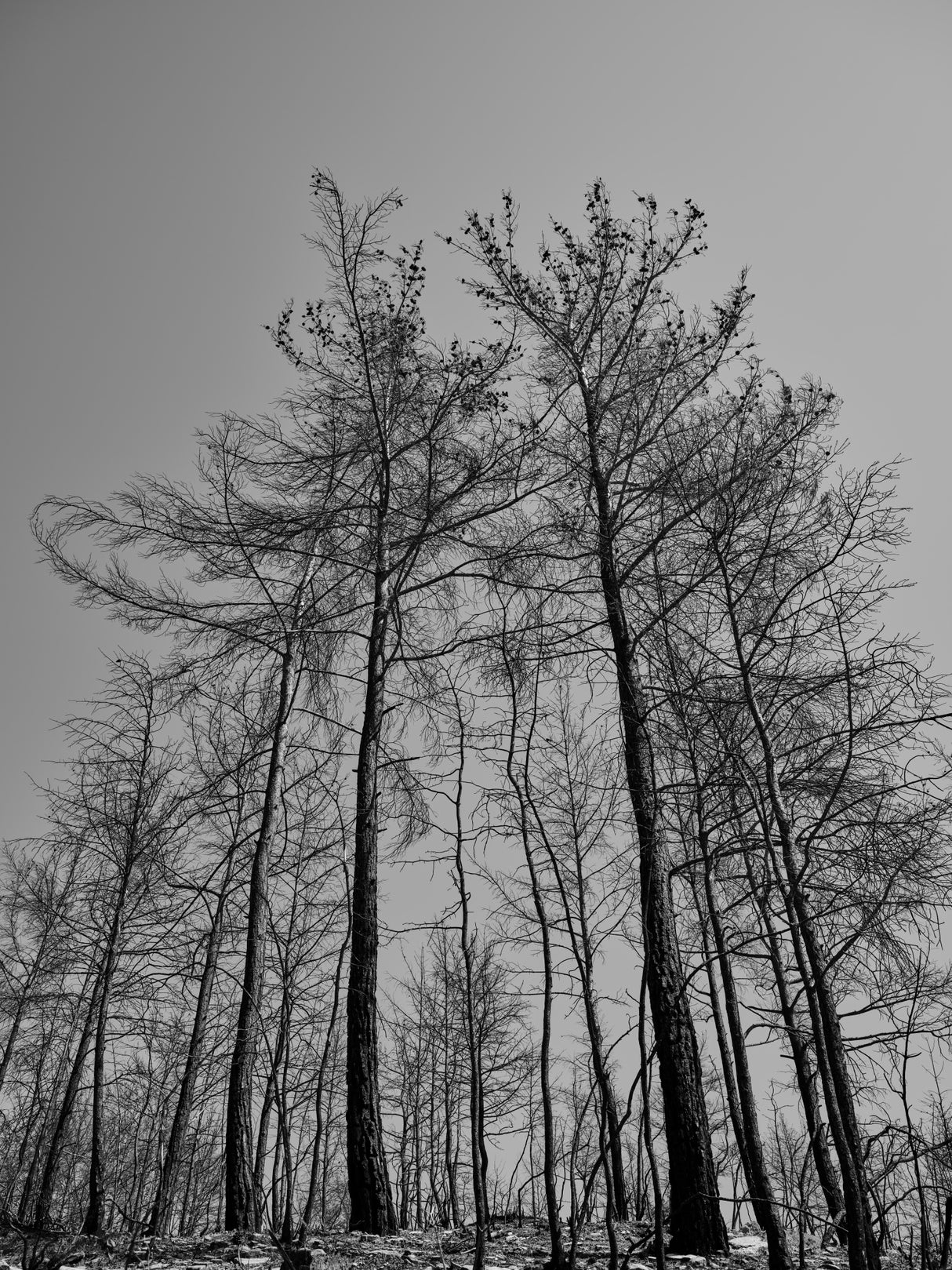 burnt trees and sky background Poster och Canvastavla