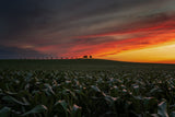 Sunset in the cornfield Poster och Canvastavla