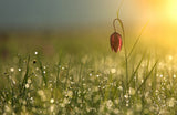 Wide tulip Poster och Canvastavla