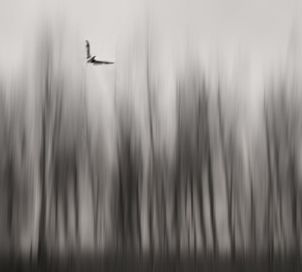 Winter flight... Poster och Canvastavla