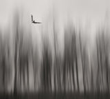 Winter flight... Poster och Canvastavla