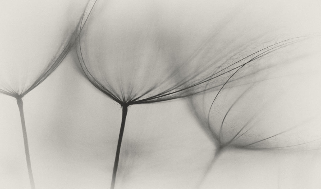 Tragopogon Poster och Canvastavla