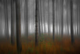 Forest colors... Poster och Canvastavla