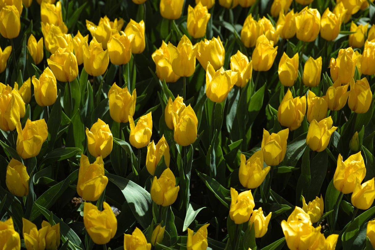 colorful tulips Poster och Canvastavla