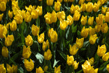 colorful tulips Poster och Canvastavla