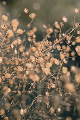 Beach flowers_003 Poster och Canvastavla