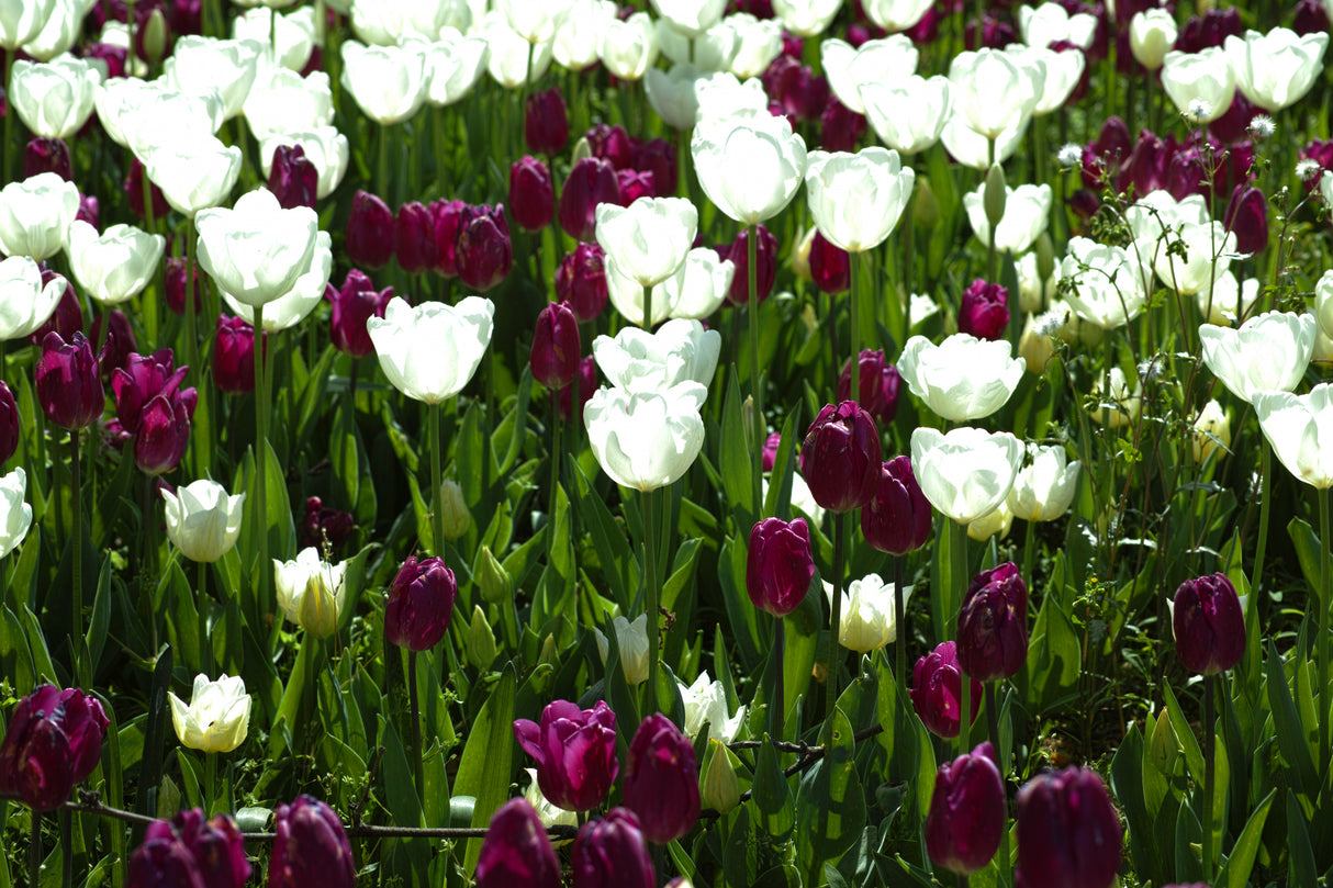 colorful tulips Poster och Canvastavla