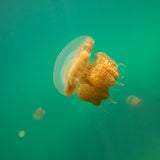 Jellyfish Poster och Canvastavla