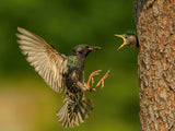 The Common Starling, Sturnus vulgaris Poster och Canvastavla