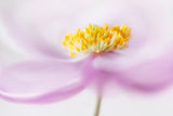 *Anemone* Poster och Canvastavla
