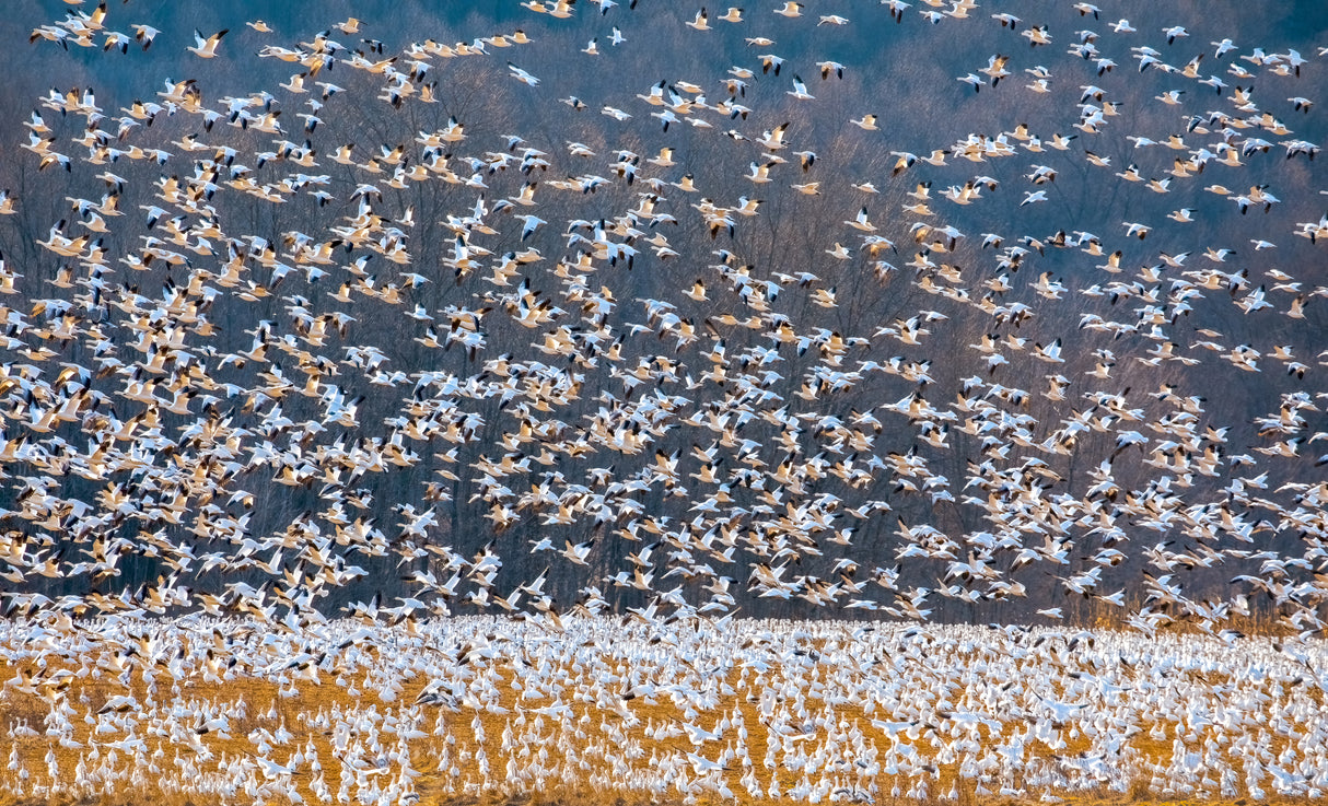 Snow Goose Migration Poster och Canvastavla