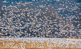 Snow Goose Migration Poster och Canvastavla