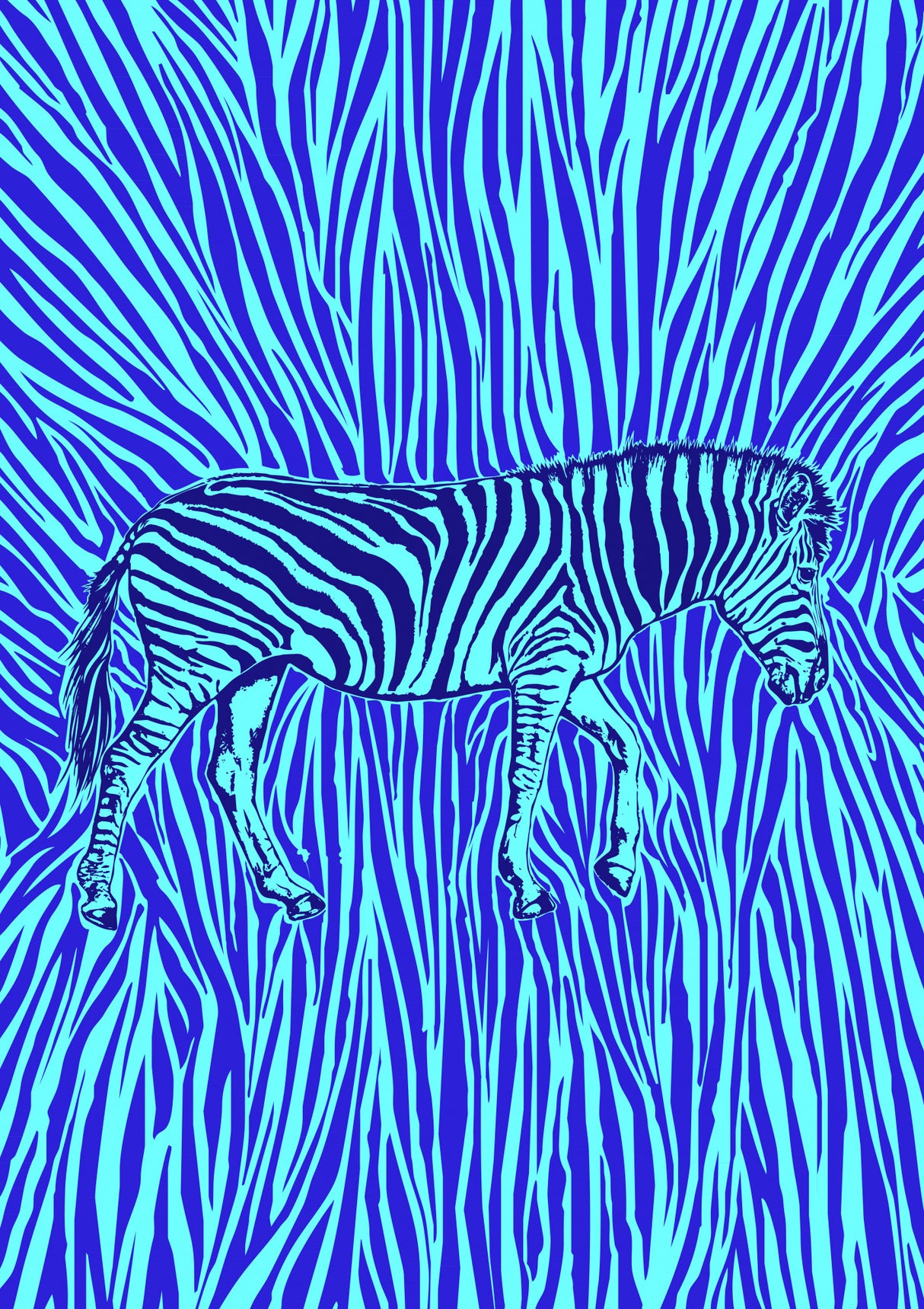 African Zebra striking camouflage Poster och Canvastavla