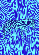 African Zebra striking camouflage Poster och Canvastavla