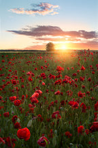 Poppy fields of Sweden Poster och Canvastavla