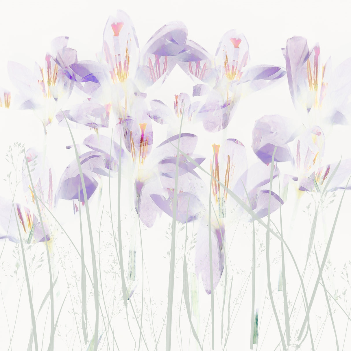 Crocuses in the grass Poster och Canvastavla