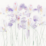 Crocuses in the grass Poster och Canvastavla
