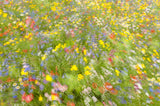 Summer field flowers.......... Poster och Canvastavla