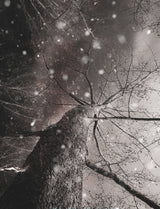 tree standing tall Poster och Canvastavla