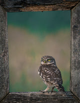Framed Owl Poster och Canvastavla