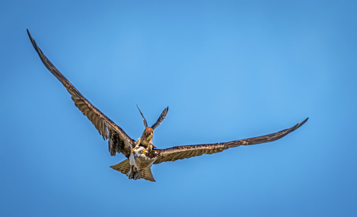 Kestrel Attacking Osprey Poster och Canvastavla