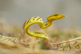 Snake in vietnam Poster och Canvastavla
