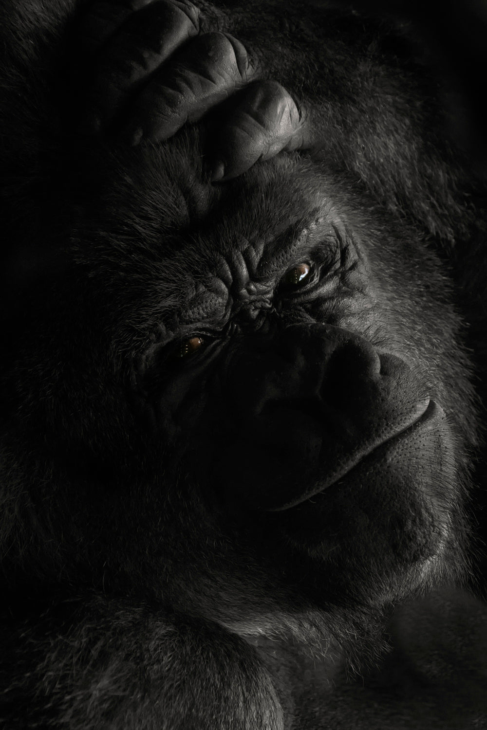 Oh no not you again Poster och Canvastavla