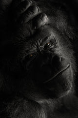 Oh no not you again Poster och Canvastavla