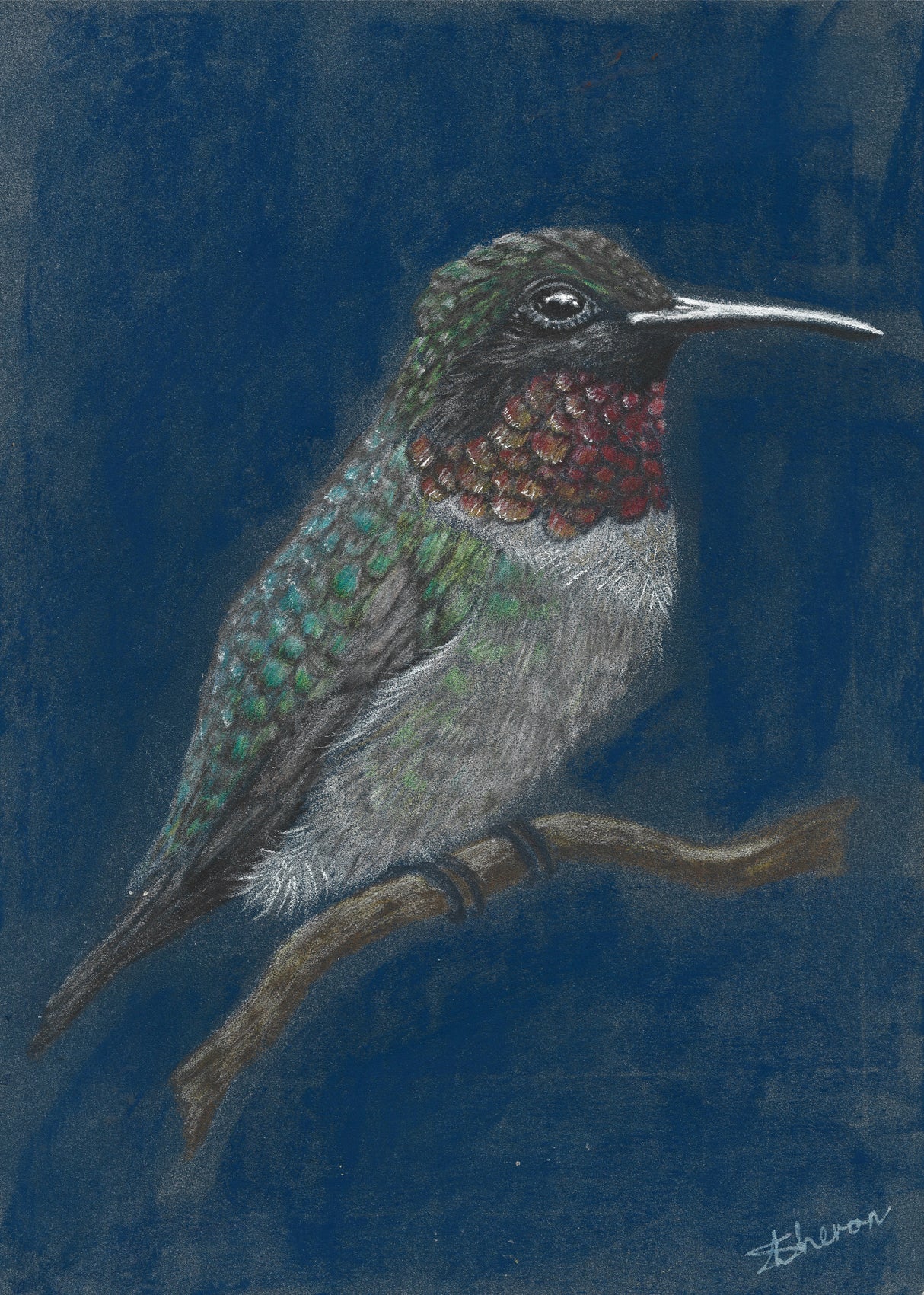 Hummingbird Poster och Canvastavla
