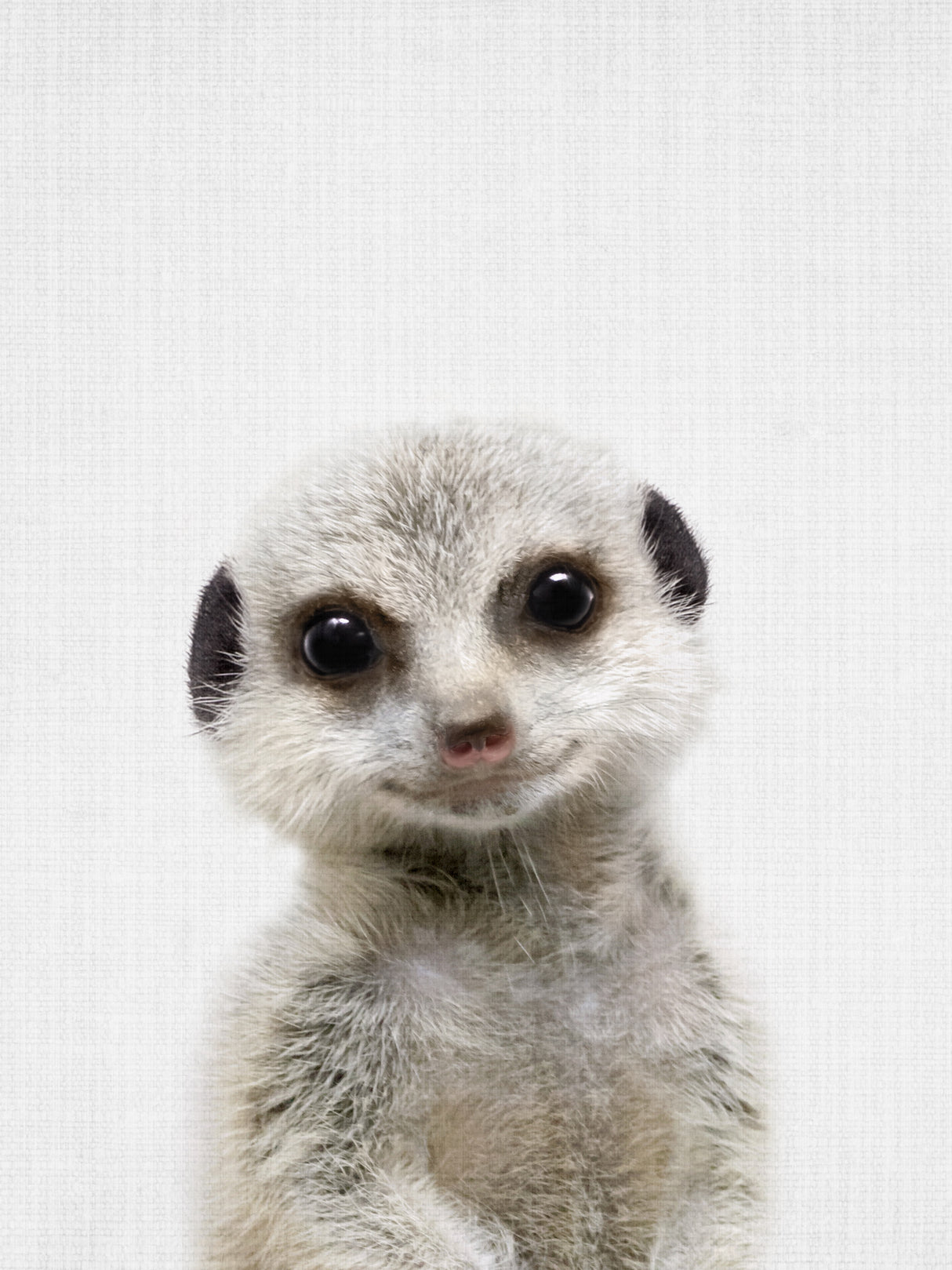 Peekaboo Baby Meerkat Poster och Canvastavla