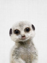 Peekaboo Baby Meerkat Poster och Canvastavla