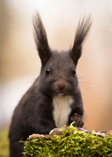Squirrel Poster och Canvastavla