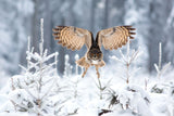 Eurasian eagle-owl Poster och Canvastavla
