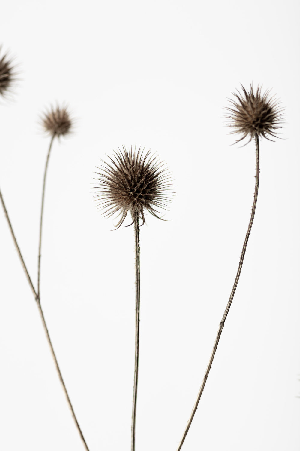 Thistle Grey 07 Poster och Canvastavla