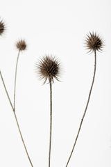Thistle Grey 07 Poster och Canvastavla