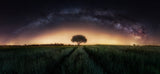Milky way over lonely tree Poster och Canvastavla