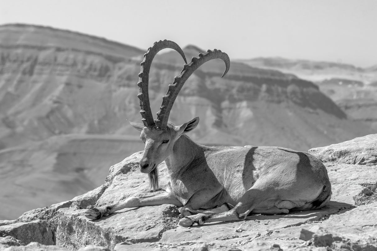 Male Nubian Ibex, Makhtesh (crater) Ramon Poster och Canvastavla