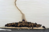 Sheep drinking water Poster och Canvastavla