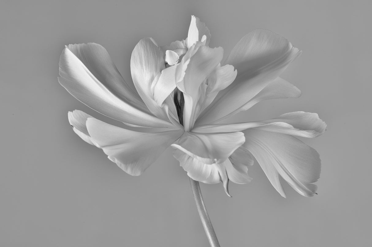 Tulip Exotic Emperor ii) Poster och Canvastavla
