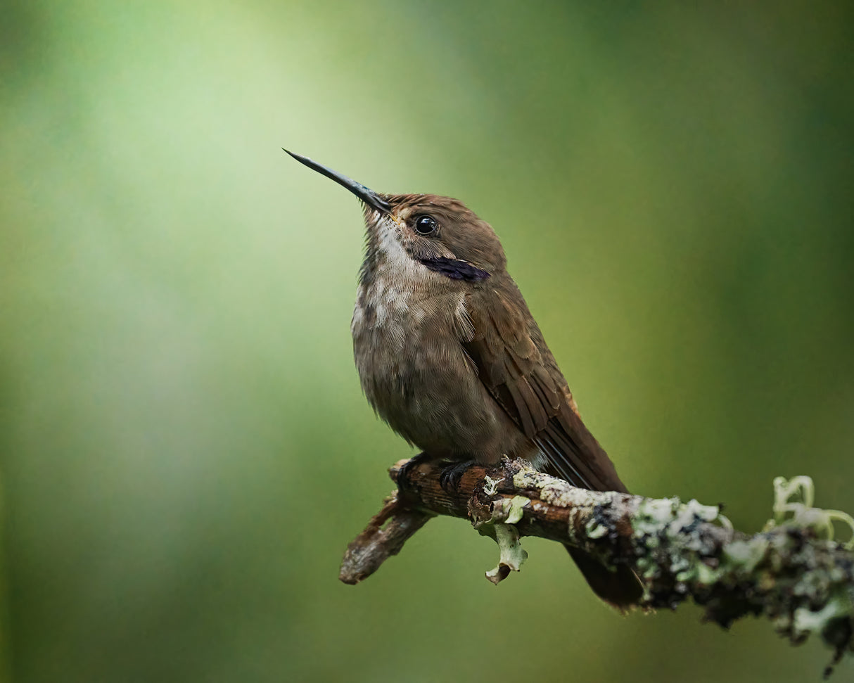 Colibri delphinae Poster och Canvastavla