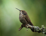 Colibri delphinae Poster och Canvastavla