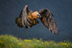 Bearded vulture Poster och Canvastavla