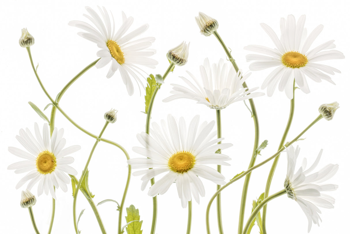 Ox eye Daisies Poster och Canvastavla