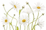 Ox eye Daisies Poster och Canvastavla