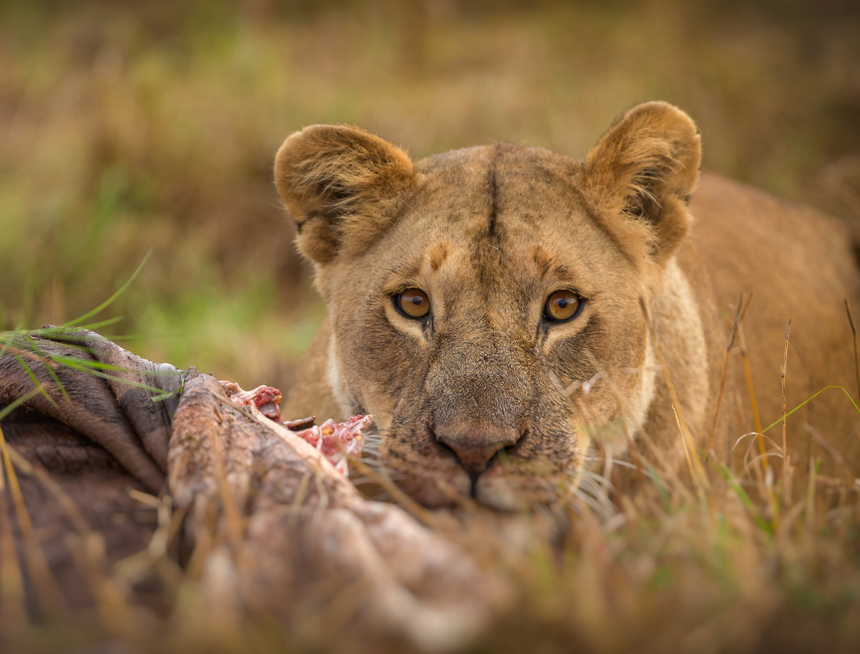MARA LIONESS Poster och Canvastavla