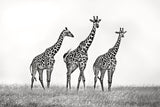 Giraffe family Poster och Canvastavla