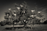 Argan loving goats Poster och Canvastavla