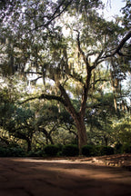 Oaks in Savannah Poster och Canvastavla